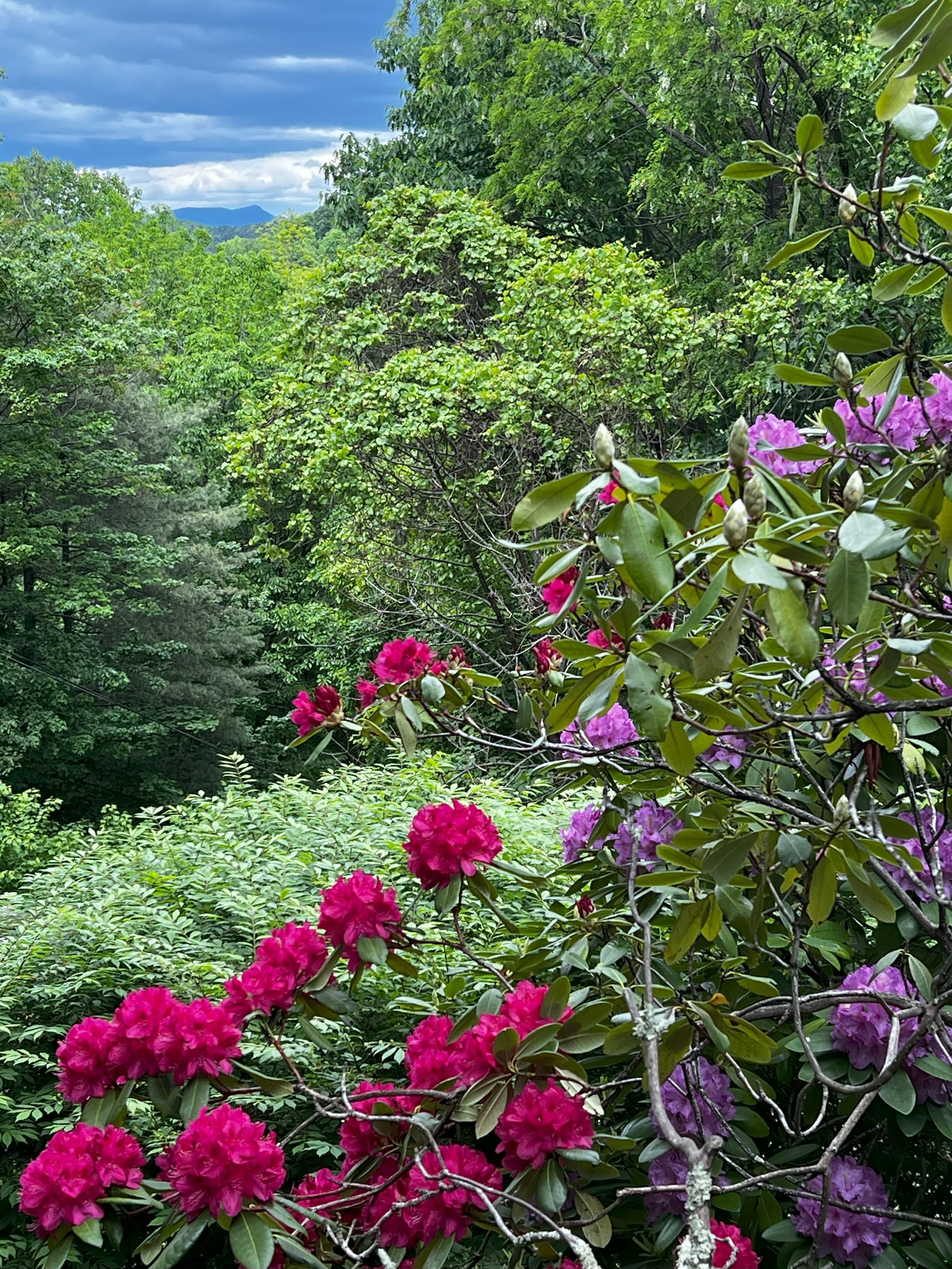 A vibrant display of pink and purple rhododendron flowers in a lush green forest.
